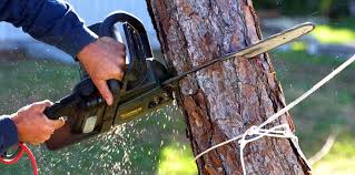 Best Tree Preservation Services  in Le Center, MN
