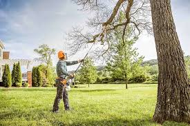 Best Tree Cabling and Bracing  in Le Center, MN