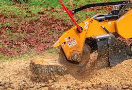Best Fruit Tree Pruning  in Le Center, MN