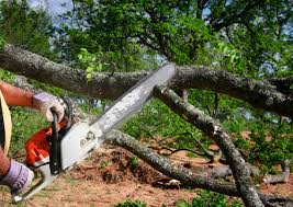 Best Commercial Tree Services  in Le Center, MN