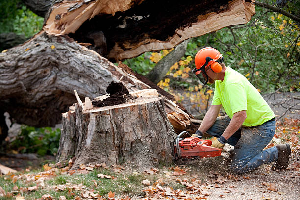 Best Pest Control for Lawns  in Le Center, MN