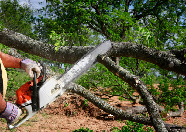 Best Tree Mulching  in Le Center, MN